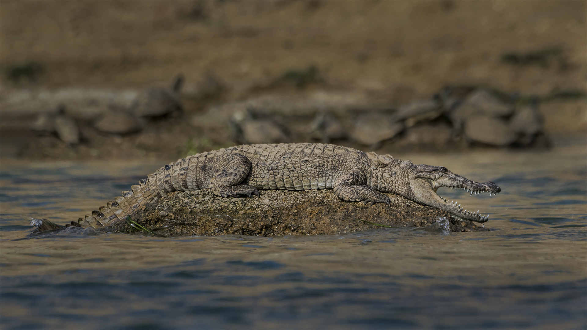 Experience the thrill of spotting the Mugger crocodile at the National Chambal Sanctuary in India WWW.NEJIBAHMED.COM .jpg